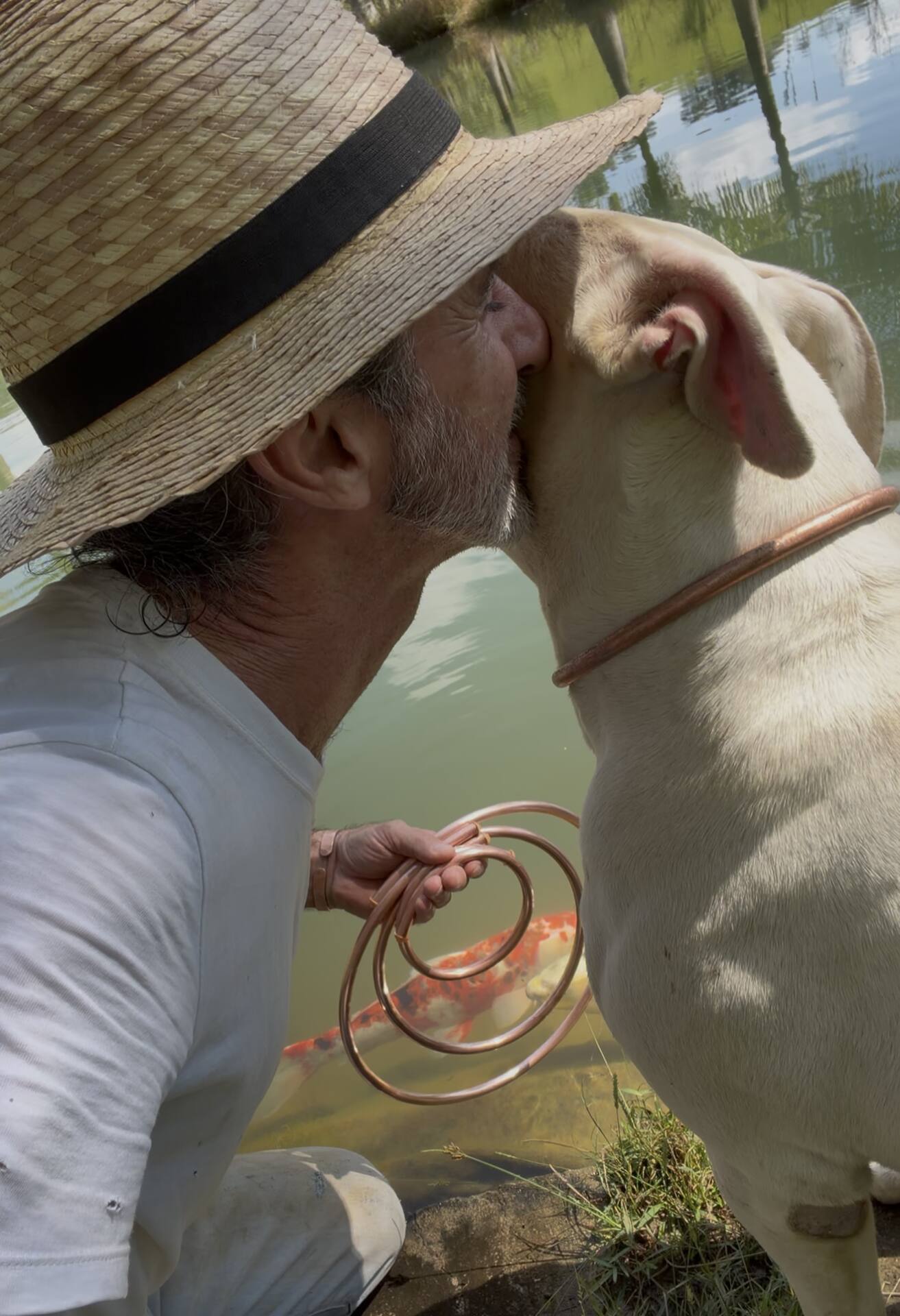 coleiras "colar"de cobre para pet e animais de estimaÇÃo coleiras "colar"de cobre para pet e animais de estimaÇÃo
